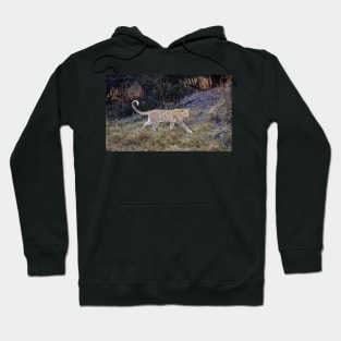 Magnificent Leopard (Panthera pardus) Hoodie